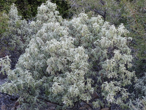 Image of Buddleja glomerata by (c) Shaun Swanepoel, some rights reserved (CC BY)