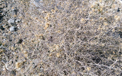 Brickellia desertorum