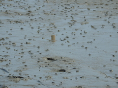 Macrophthalmus banzai