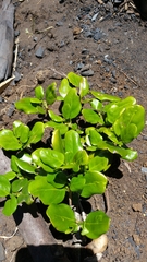 Peponidium