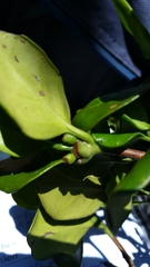 Peponidium