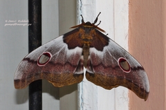 Nudaurelia macrothyris