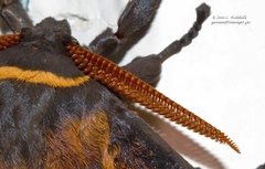 Nudaurelia macrothyris