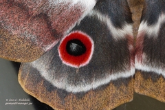 Nudaurelia macrothyris