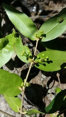 Noronhia cordifolia