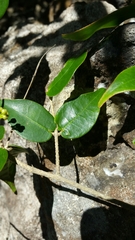 Noronhia cordifolia