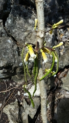 Colea