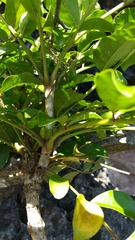 Colea