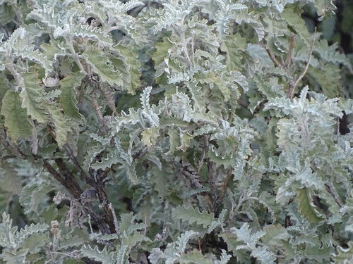 Image of Buddleja glomerata by (c) Shaun Swanepoel, some rights reserved (CC BY)