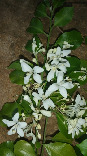 Humbertioturraea rhamnifolia image