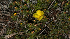 Hibbertia procumbens
