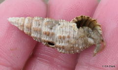 Batillaria australis