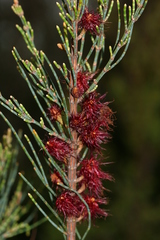 Allocasuarina monilifera