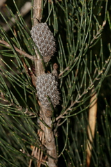 Allocasuarina monilifera