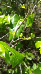Pyrostria