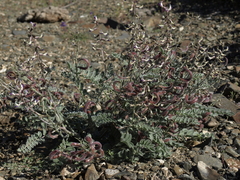 Astragalus layneae