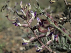 Astragalus layneae