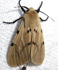 Spilosoma ummera