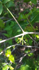 Pyrostria