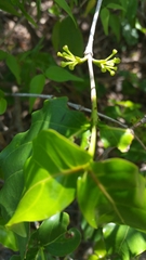 Pyrostria