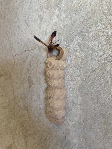 Delta dimidiatipenne