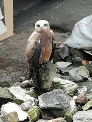 Busarellus
