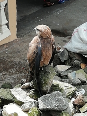 Busarellus