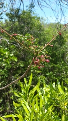 Burseraceae