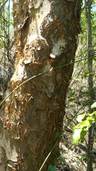 Burseraceae