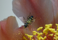 Trichodes ornatus