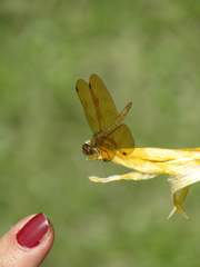 Perithemis icteroptera
