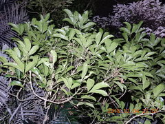 Melicope semecarpifolia