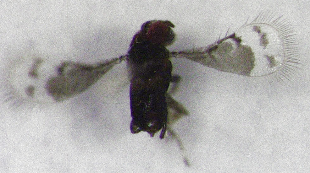 Pseudogrammina