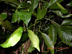 Melicope semecarpifolia