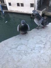 Columba livia domestica
