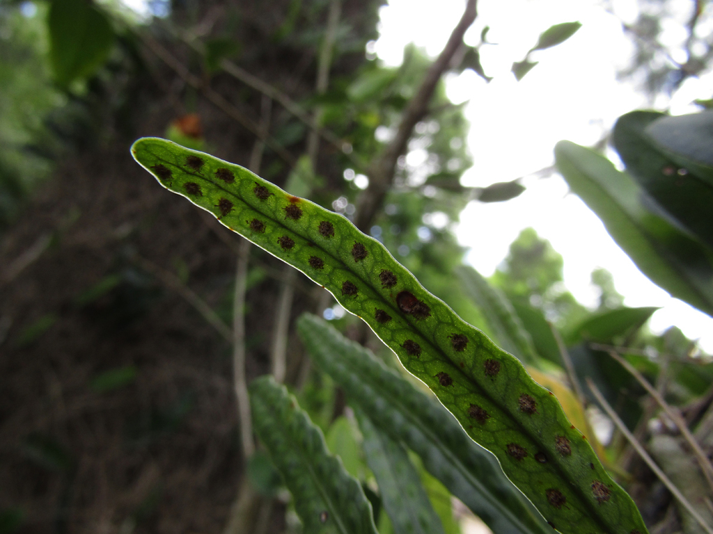 Microgramma mortoniana