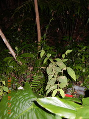 Callicarpa formosana formosana