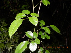 Causonis corniculata