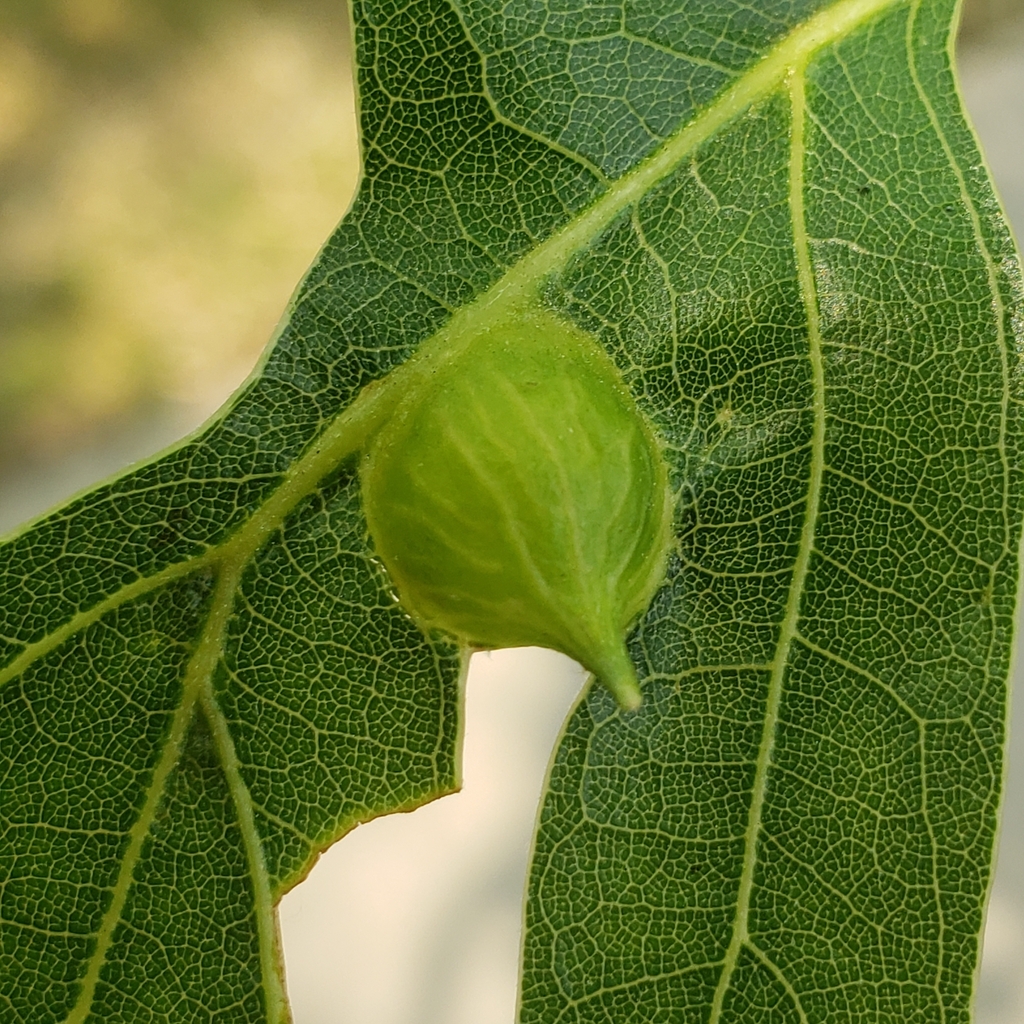 Dryocosmus quercusnotha from Meadville, PA 16335, USA on June 10, 2023