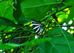 Panthiades bathildis