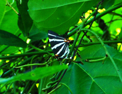 Panthiades bathildis