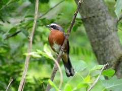 Black-And-Rufous Warbling-Finch photo 4