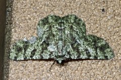 Aeolochroma hypochromaria