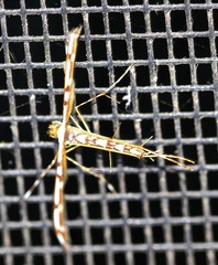 Cosmoclostis aglaodesma