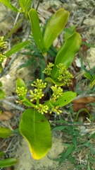 Coptosperma