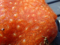 Aplidium pliciferum