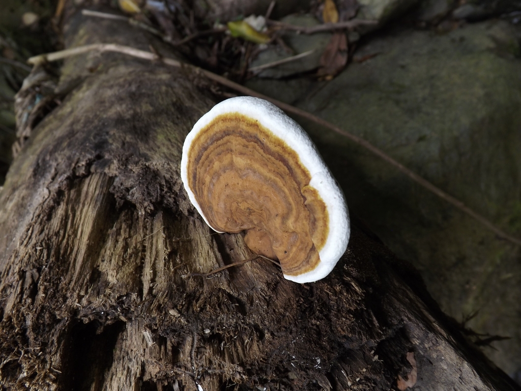 Ganoderma zonatum from Siquisay on September 11, 2022 at 12:42 PM by ...