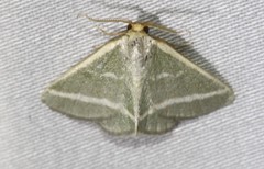 Mixocera latilineata