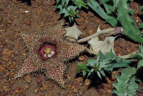 Ceropegia hystrix image