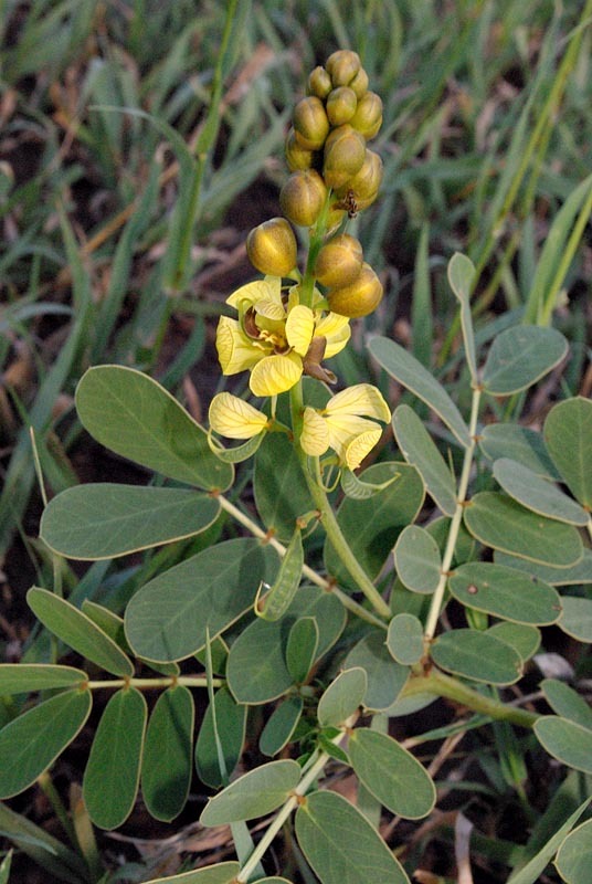 Senna italica